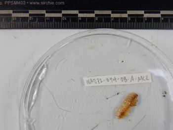 Media type: image;   Invertebrate Zoology 139221